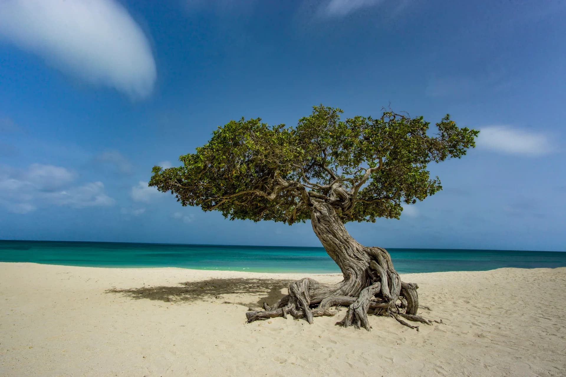 When to Visit Aruba: Sun, Wind, and Savings on the Hurricane-Free Island