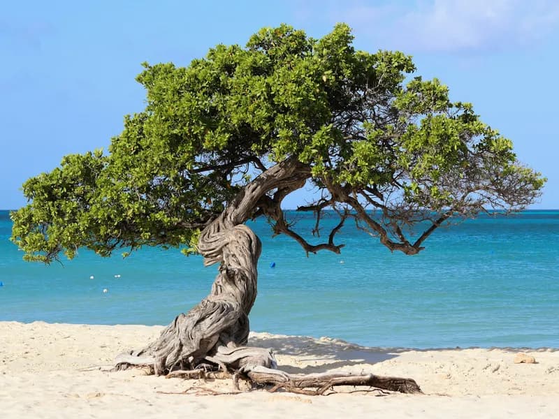 Eagle Beach