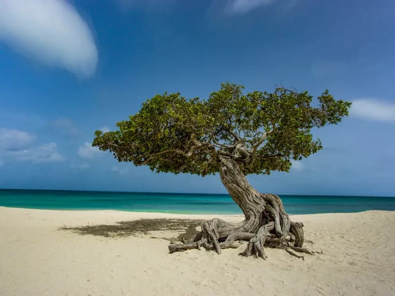 Aruba destination