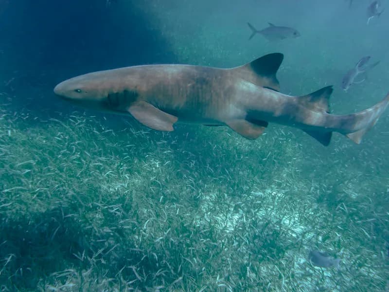 Hol Chan Marine Reserve