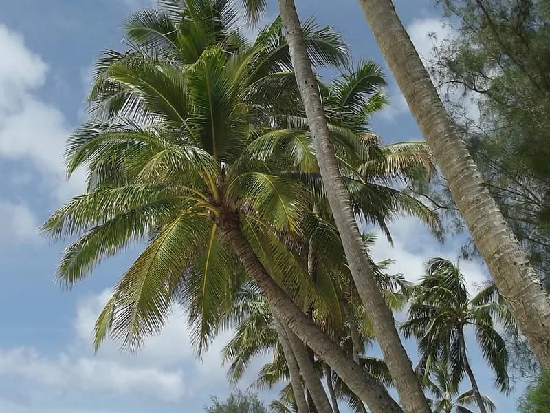 Muri Beach Snorkeling