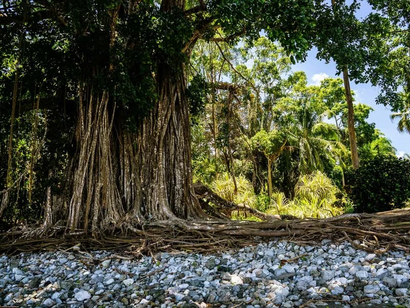 Corcovado National Park
