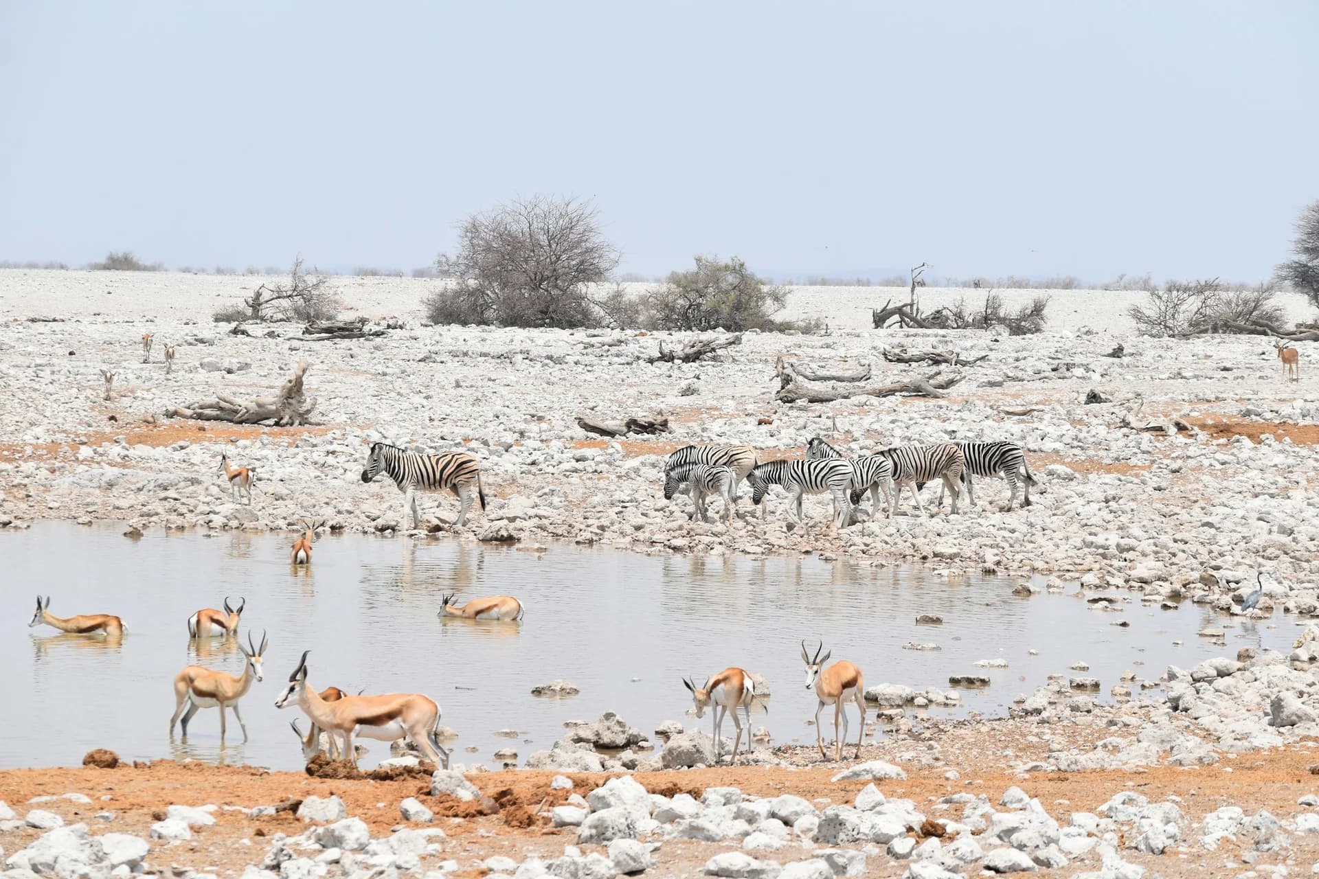 17 Etosha Tips That Will Save You Time, Money, and Frustration