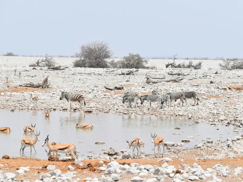 Etosha National Park destination