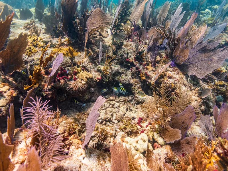 Snorkeling at the Coral Reef