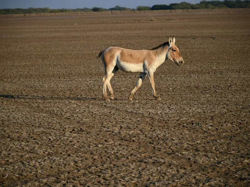 Wild Ass Sanctuary (Little Rann of Kutch)