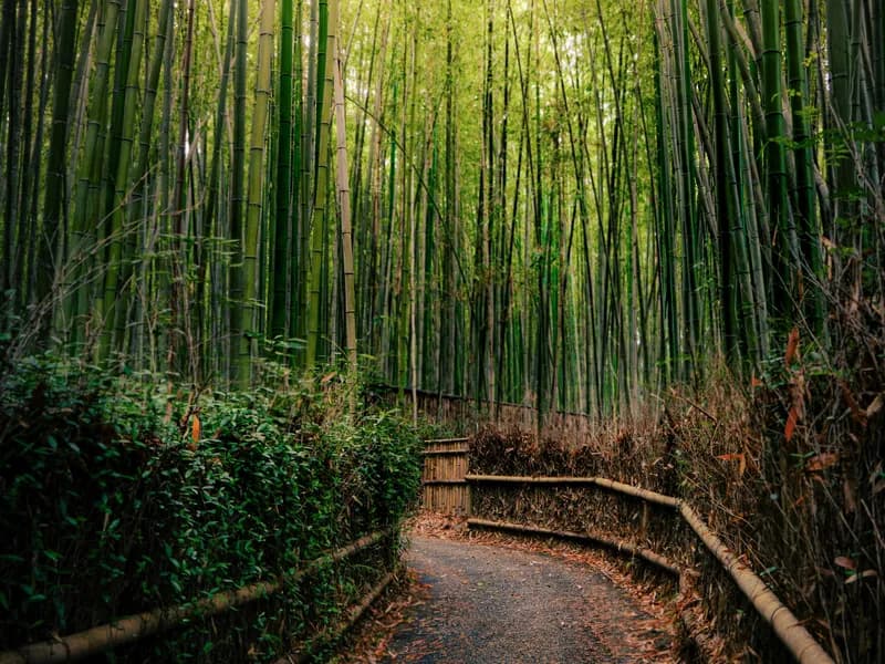 Arashiyama Bamboo Grove
