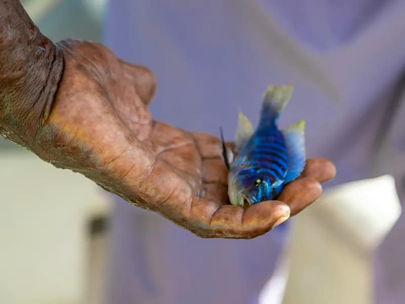 Snorkeling with Cichlid Fish