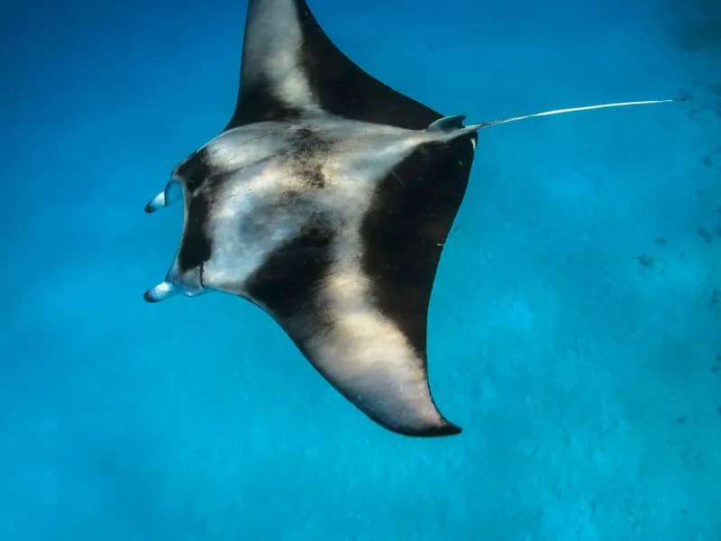 Manta Ray Night Diving at Hanifaru Bay