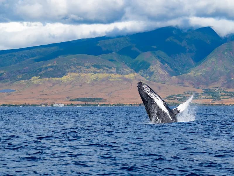 Whale Watching (December-April)
