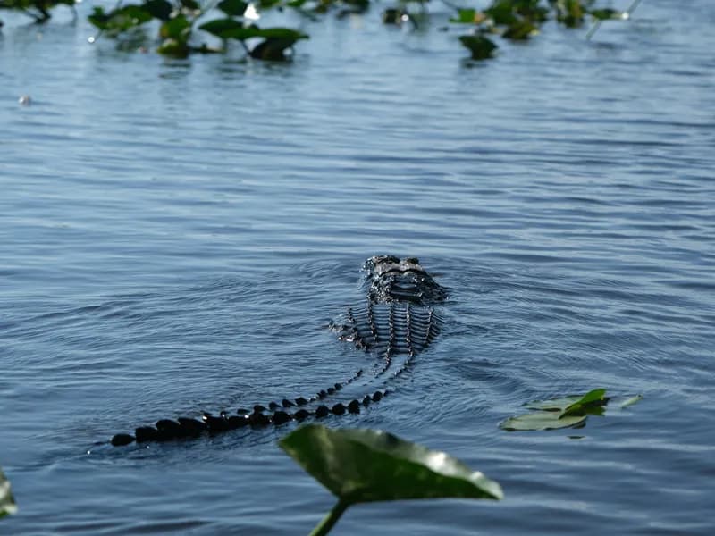 Everglades National Park