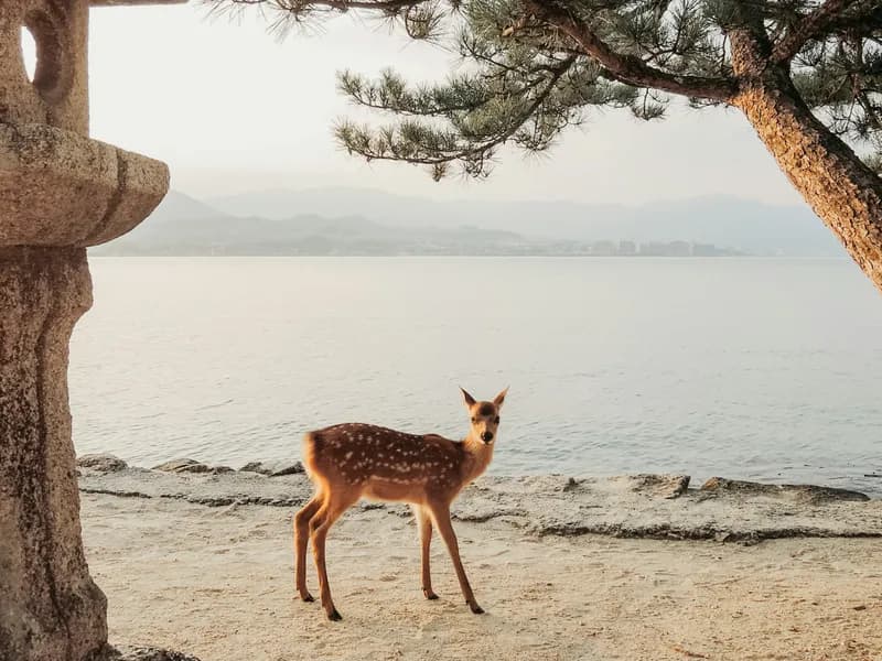 Wild Deer of Miyajima