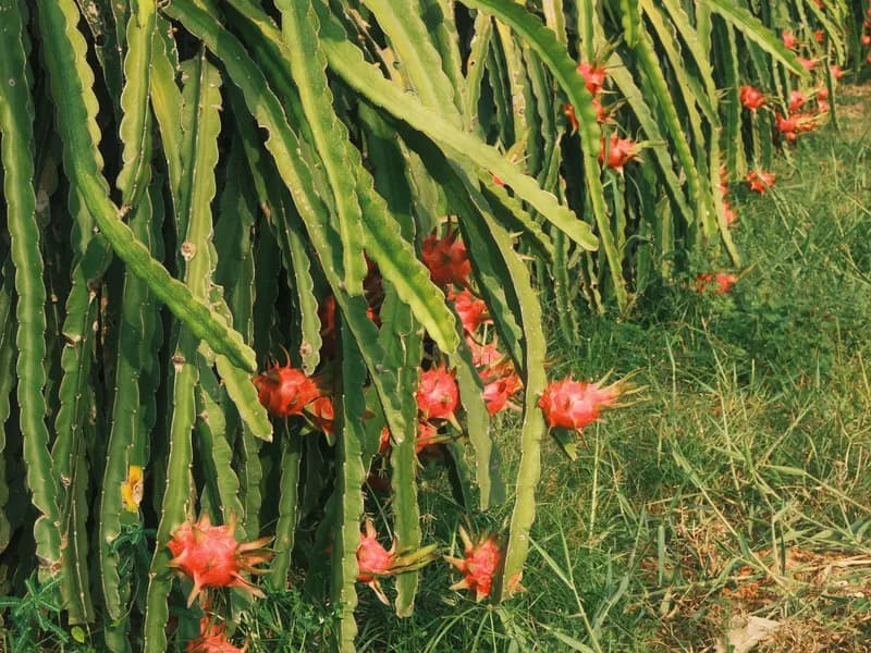 Dragon Fruit Farms