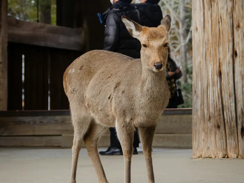 Nara Park & the Sacred Deer