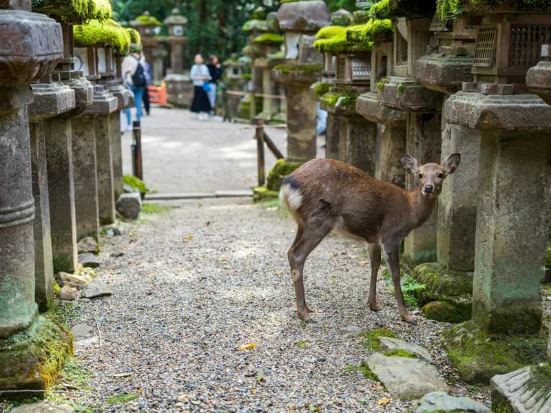 Kasuga-taisha Shrine
