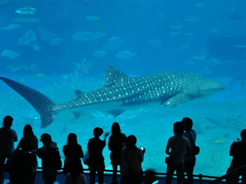 Churaumi Aquarium