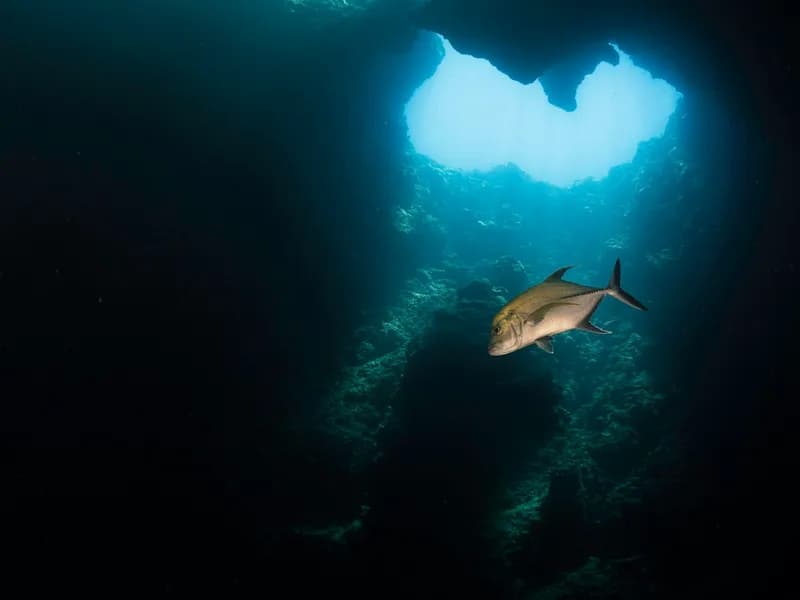 Blue Corner Wall Dive