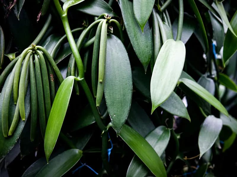 Vanilla Plantation Visits