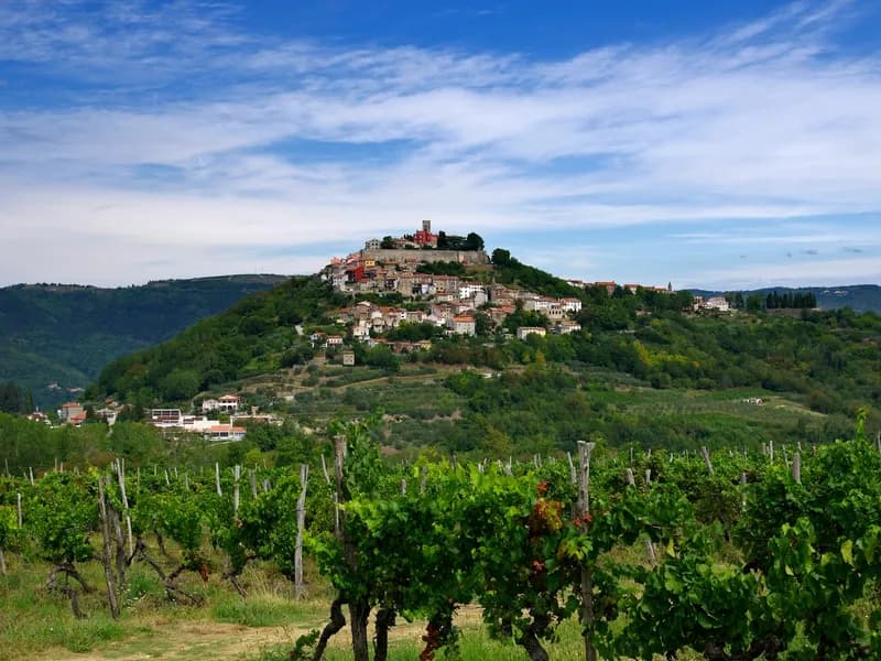 Truffle Hunting in Motovun Forest