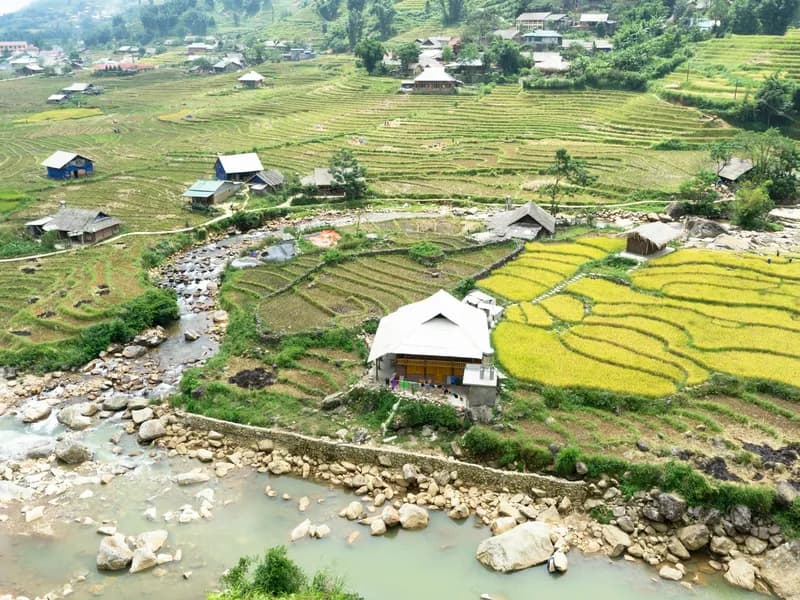 Muong Hoa Valley Rice Terraces