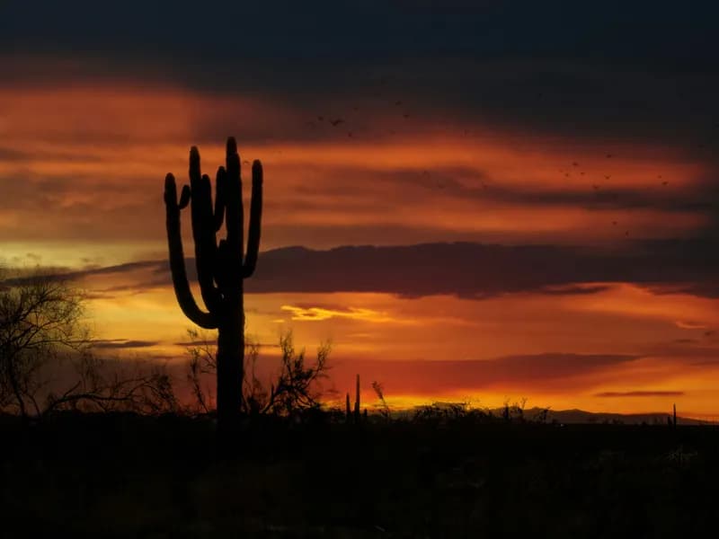McDowell Sonoran Preserve