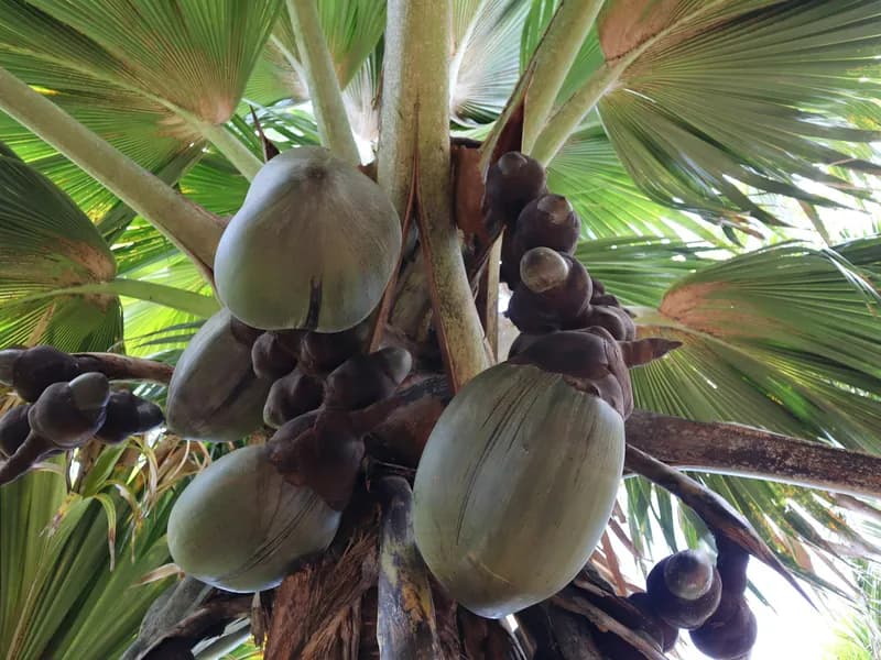 Vallée de Mai (Praslin)