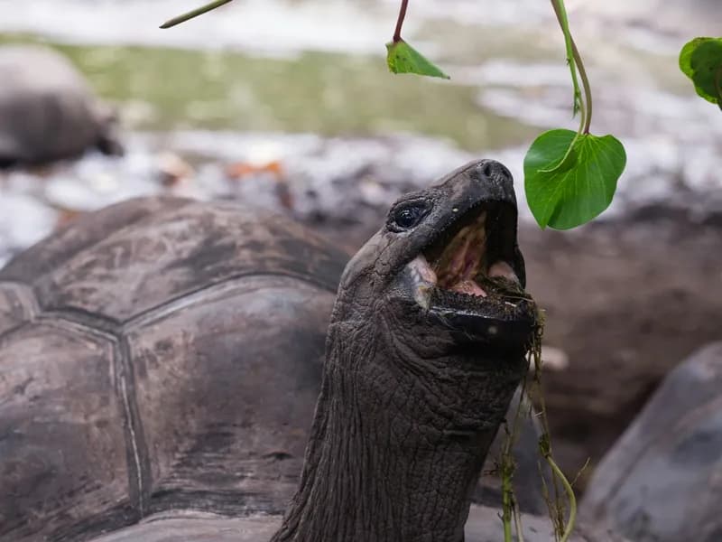 Giant Aldabra Tortoises