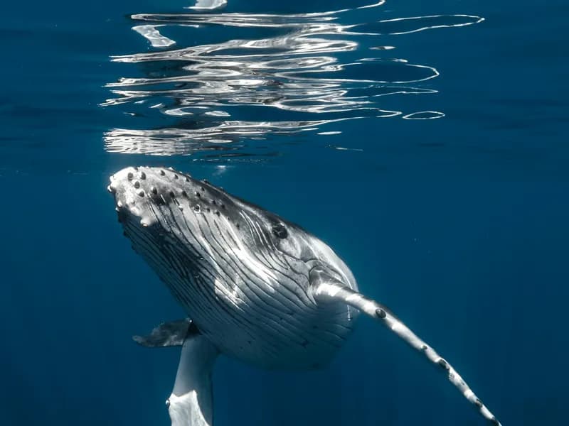 Swimming with Humpback Whales
