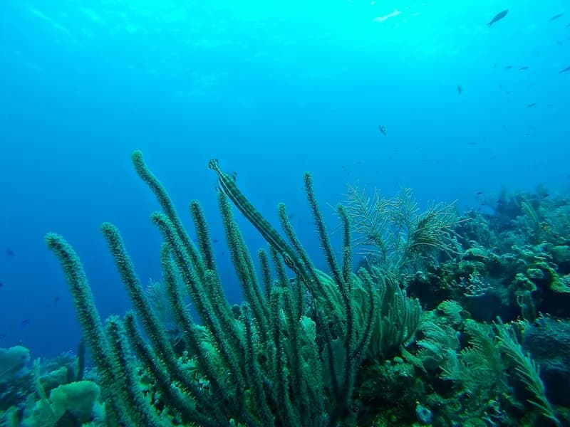 Scuba Diving the Mesoamerican Reef