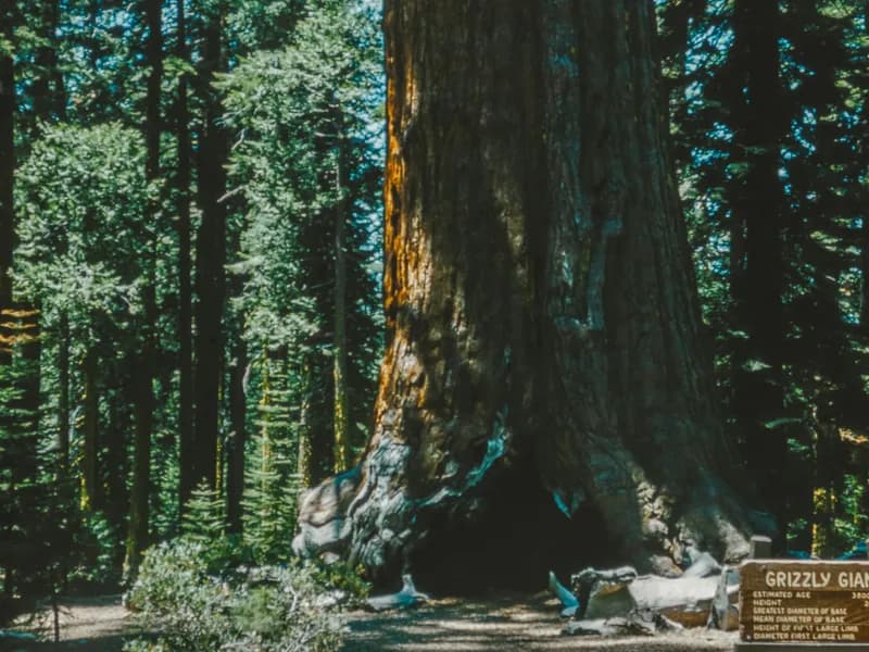 Mariposa Grove of Giant Sequoias