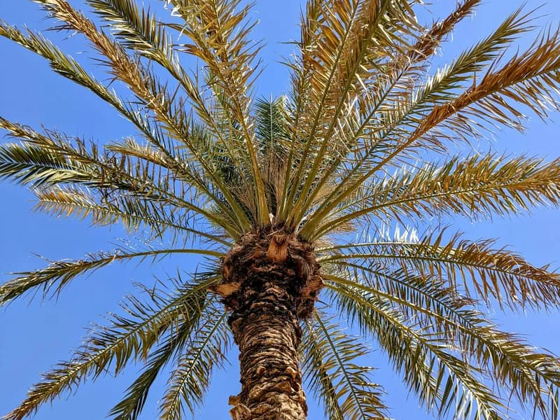 Al Ain Date Farms & Camel Market