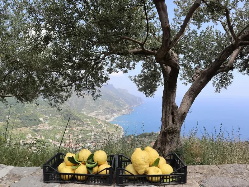 Limoncello Tasting & Lemon Groves
