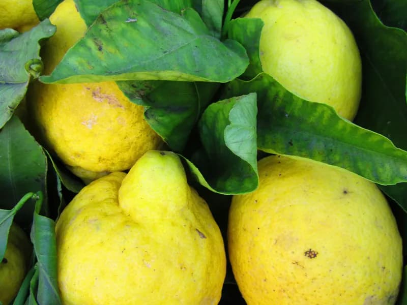 Limoncello Tasting & Lemon Groves