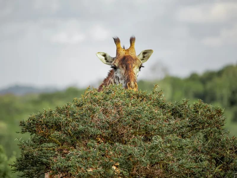 Arusha National Park