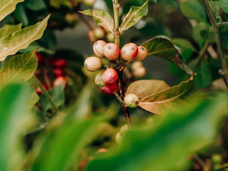 Coffee Plantation Tour