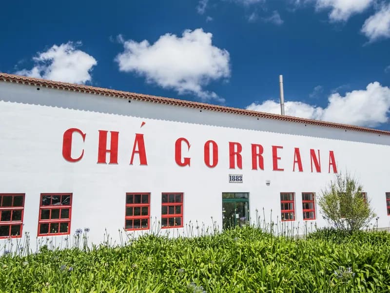 Cha Gorreana Tea Plantation