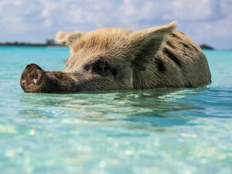 Swimming Pigs at Big Major Cay, Exuma