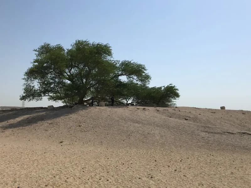 Tree of Life (Shajarat al-Hayat)