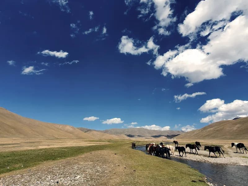 Horse Trekking in the Mountains