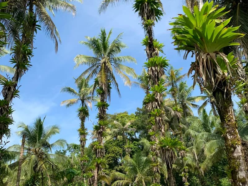 Chocolate Farm Tours