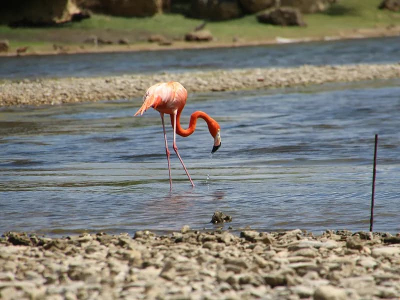 Flamingo Sanctuary & Salt Pans