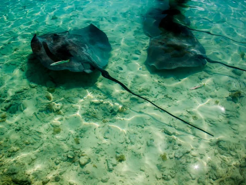 Lagoon Snorkeling & Shark Feeding
