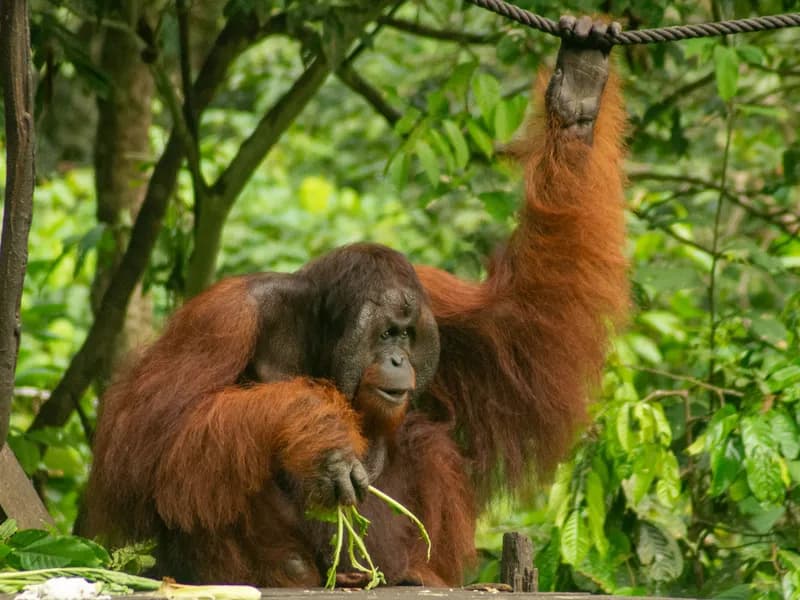 Sepilok Orangutan Rehabilitation Centre
