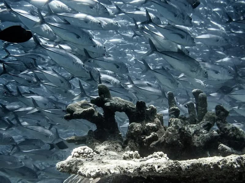 Sipadan Island Diving