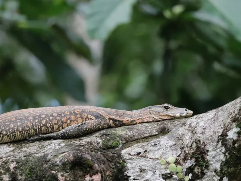 Kinabatangan River Wildlife Safari