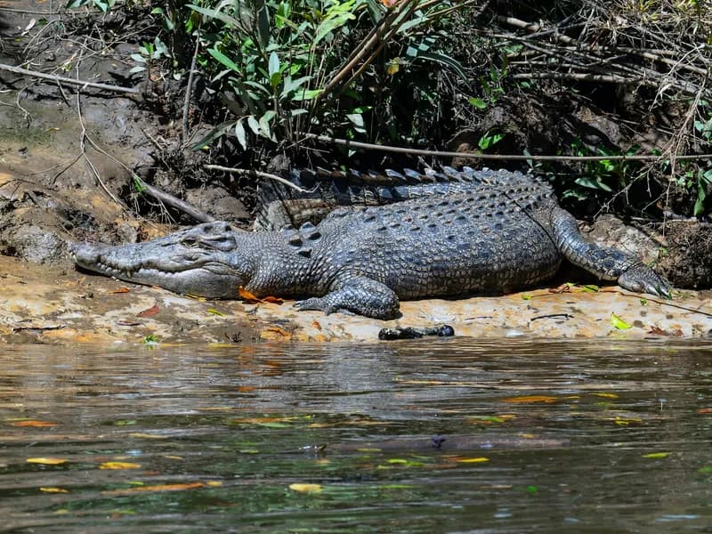 Crocodile Spotting on the Daintree River