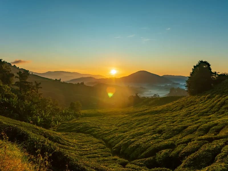 BOH Tea Plantation