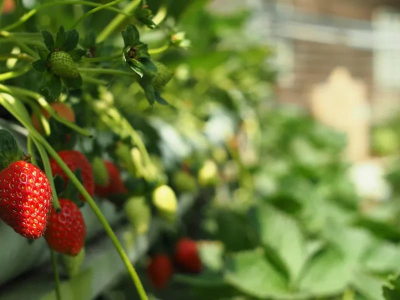 Strawberry Farms