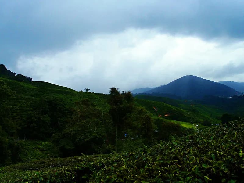 Jungle Trekking Trails