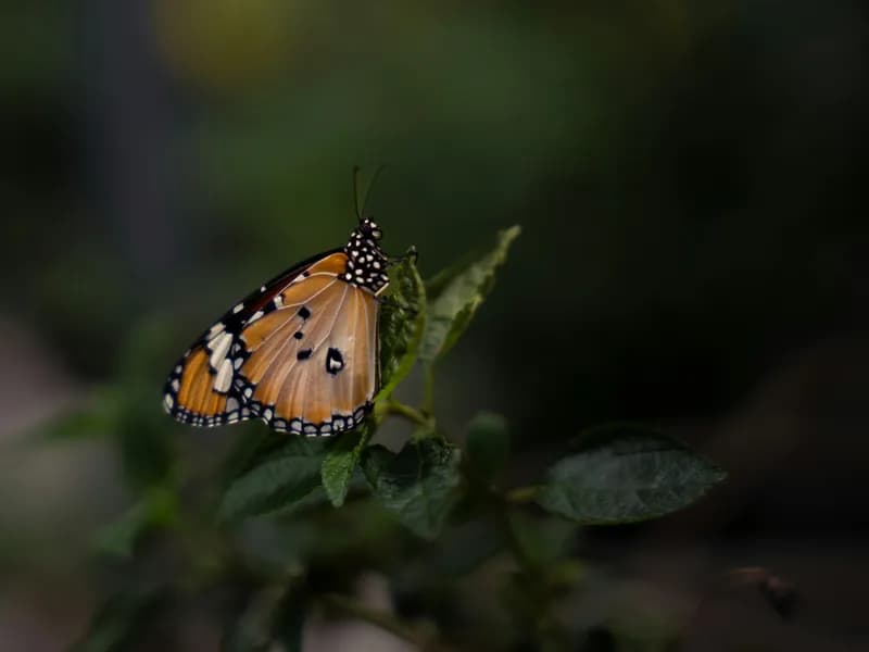 Butterfly & Insect Farm